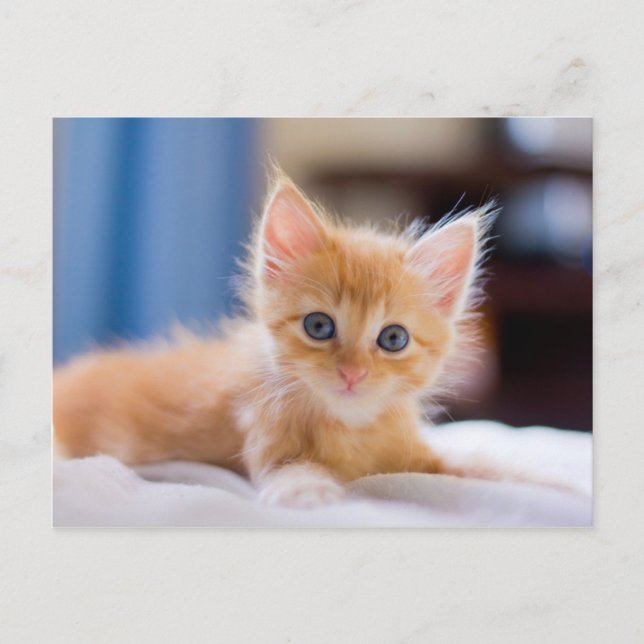 Niedliche Katze mit blauen Augen Postkarte (Vorderseite)