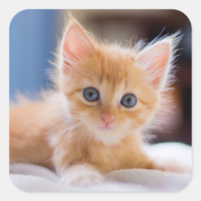 Niedliche Katze mit blauen Augen Quadratischer Aufkleber (Vorderseite)
