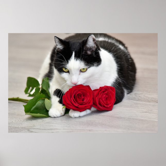 Niedliche Katze mit rote Rose Poster (Vorne)