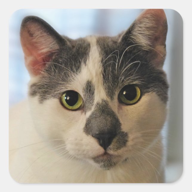 Niedliche Katze Quadratischer Aufkleber (Vorderseite)