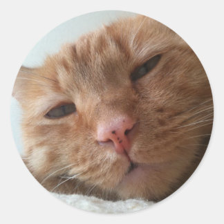 niedliche Katze Runder Aufkleber