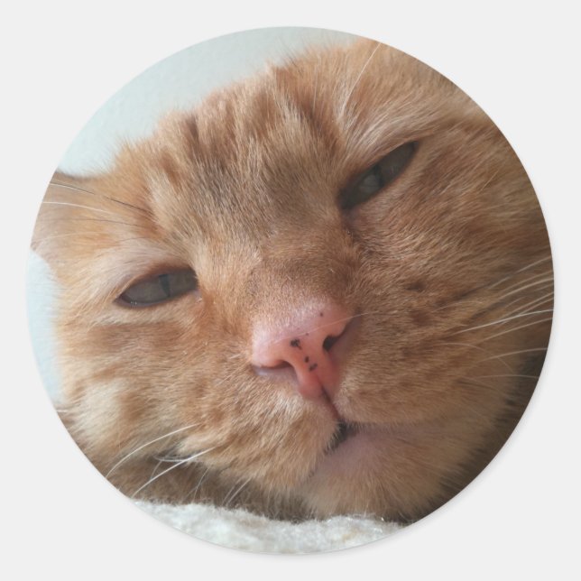 niedliche Katze Runder Aufkleber (Vorderseite)
