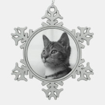 Niedliche Katze