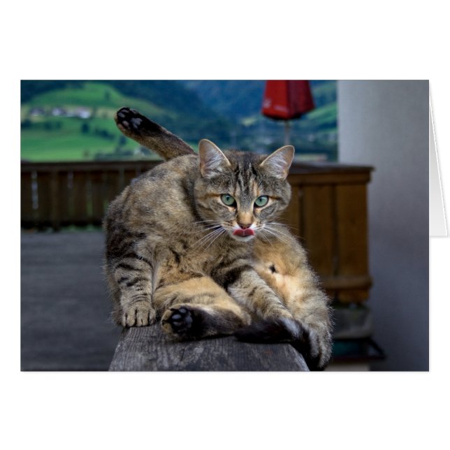 Niedliche Katze unterbrochen, während sie wächst (Vorderseite (Horizontal))