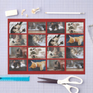 Niedliche Katzen und Kätzchen Fotopatalog auf dunk Seidenpapier