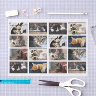 Niedliche Katzen und Kätzchen Fotovorlage auf Weiß Seidenpapier