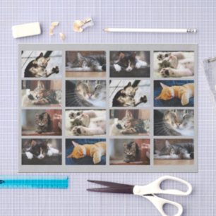 Niedliche Katzen und Kitten Foto-Vorlage auf Grau Seidenpapier