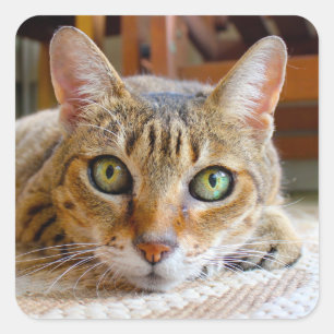 Niedliche Katzenaufkleber Quadratischer Aufkleber