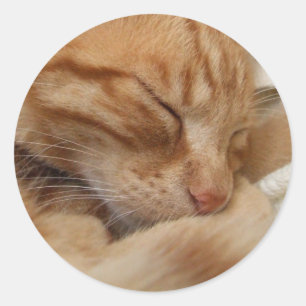 Niedliche Katzenaufkleber Runder Aufkleber