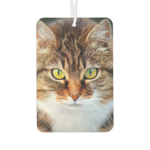 Niedliche Katzenaugen Autolufterfrischer