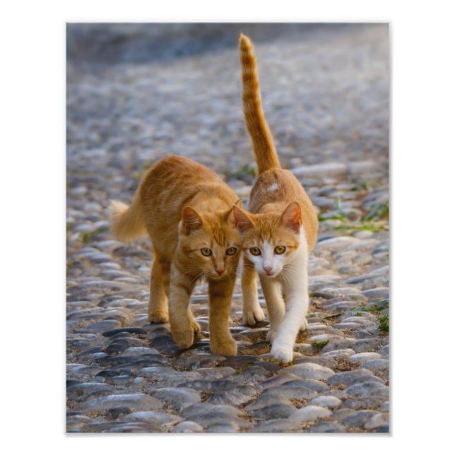 Niedliche Katzenkätzchen Auf dem gleichen Weg lauf Fotodruck (Vorne)