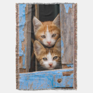 Niedliche Katzenkätzchen in einem Foto mit blauem Decke