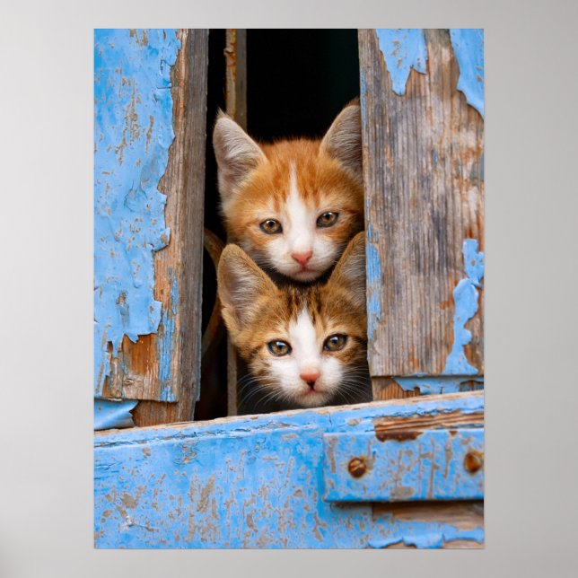 Niedliche Katzenkätzchen in einem Foto mit blauem  Poster (Vorne)