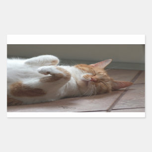 Niedliche Katzenschlaf-Aufkleber Rechteckiger Aufkleber