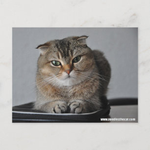Niedliche Katzenschottenfalte: Wie geht es dir? Postkarte