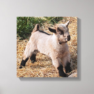 Niedliche Kid Wrapped Canvas Print Leinwanddruck