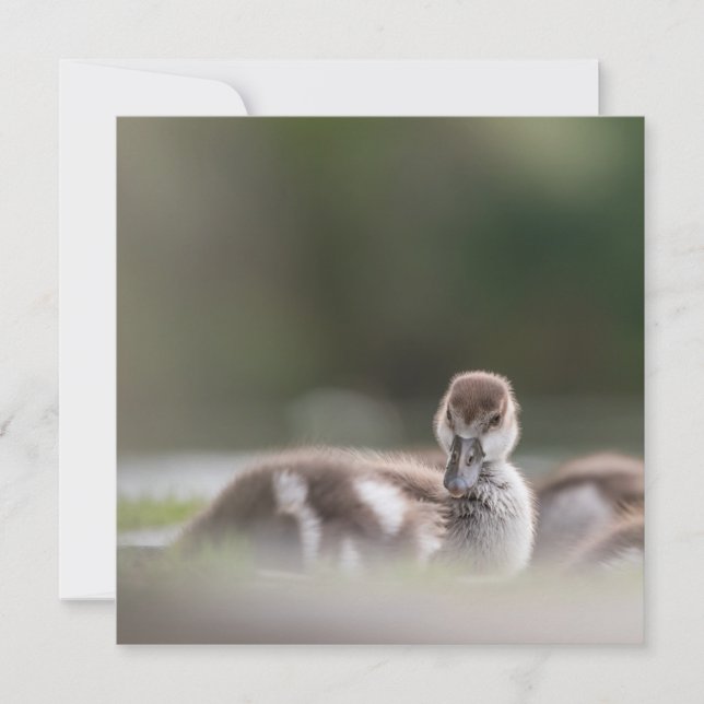 Niedliche Kinderfotokarte (Vorderseite)