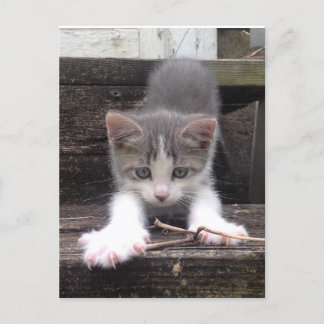 Niedliche Kitte Postkarte