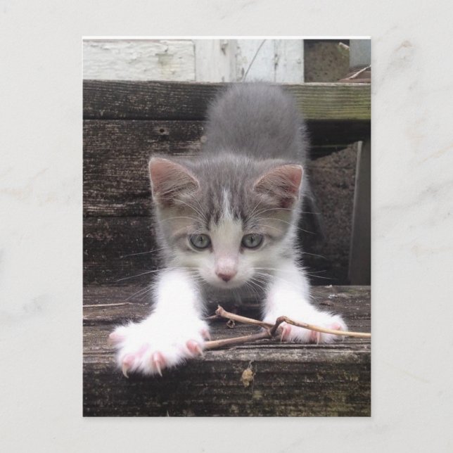 Niedliche Kitte Postkarte (Vorderseite)