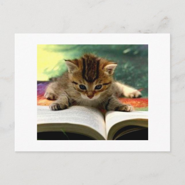 Niedliche Kitten Lesen eines Buches Postkarte (Vorderseite)
