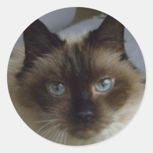 Niedliche Kitten Stickers