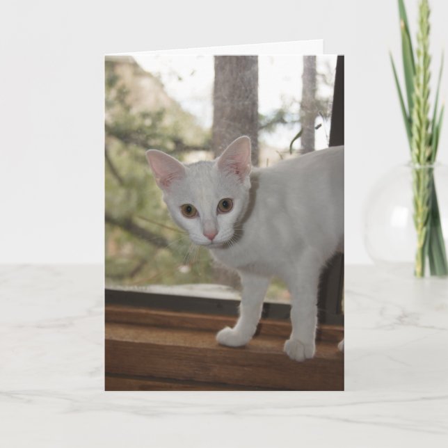 Niedliche Kittennotizkarte Karte (Vorderseite)