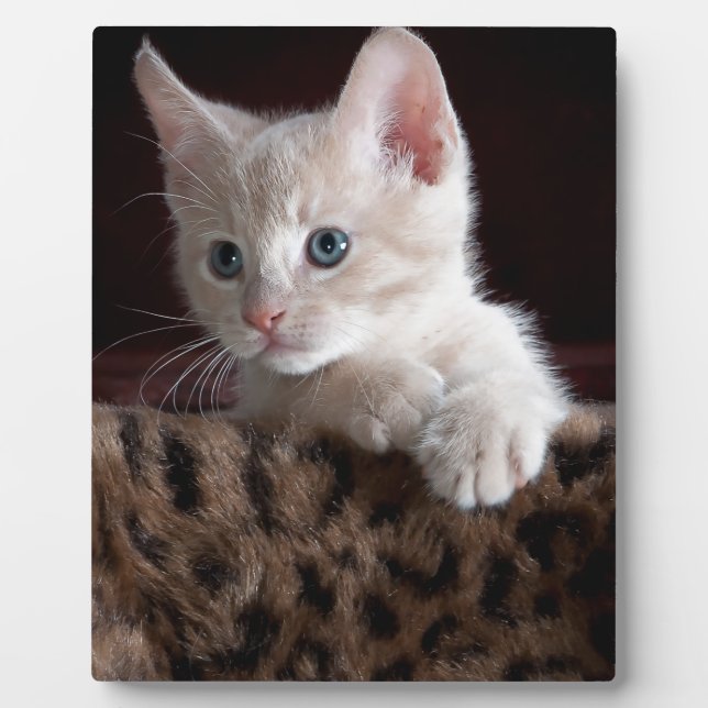 Niedliche Kitty-Looking Fotoplatte (Vorderseite)