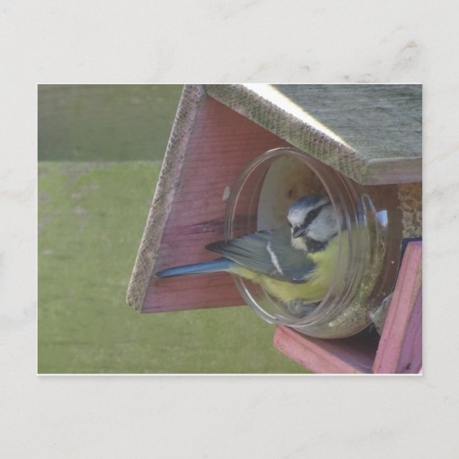 Niedliche Kleine Bird DIY Postkarte (Vorderseite)