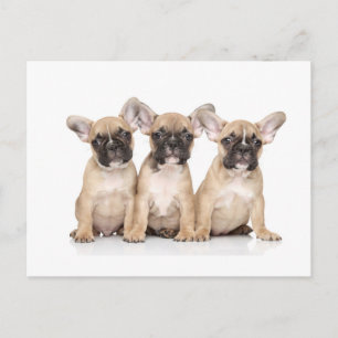 Niedliche kleine französische Bullhunde Postkarte
