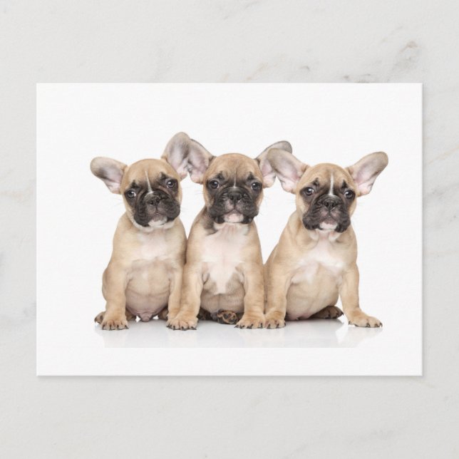 Niedliche kleine französische Bullhunde Postkarte (Vorderseite)