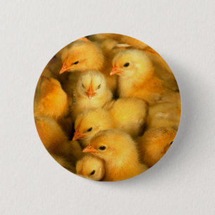Niedliche kleine Küken Button
