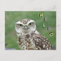 Niedliche kleine Owl HELLO Postkarte