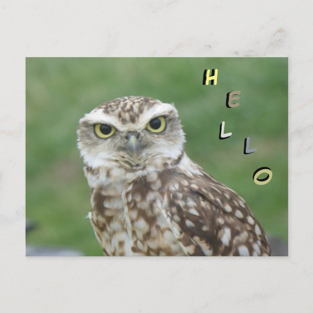 Niedliche kleine Owl HELLO Postkarte (Vorderseite)