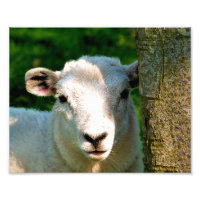 NIEDLICHE KLEINE SCHAFE