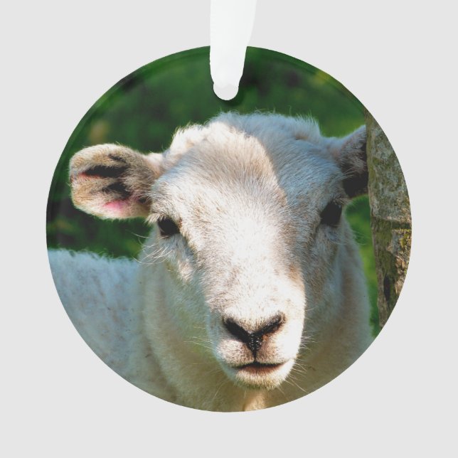 NIEDLICHE KLEINE SCHAFE ORNAMENT (Vorderseite)