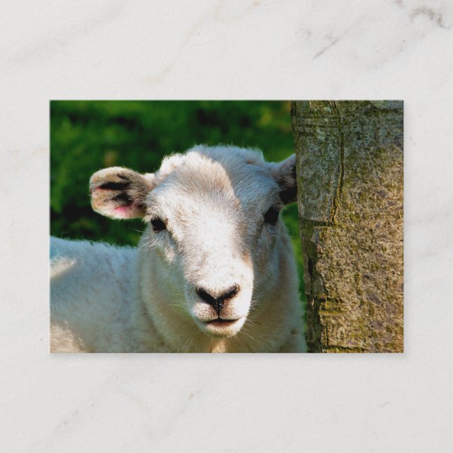 NIEDLICHE KLEINE SCHAFE VISITENKARTE (Vorderseite)