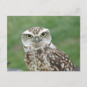 Niedliche kleine Schüssel Postkarte