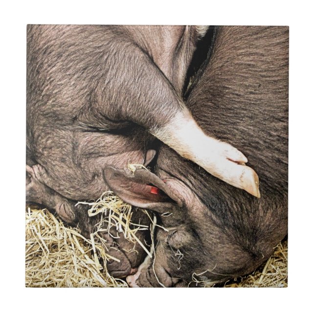 NIEDLICHE KLEINE SCHWEINE FLIESE (Vorderseite)