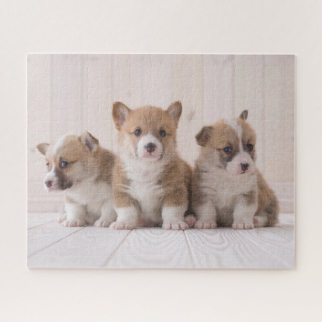 Niedliche Kleintiere | 3 Baby Corgis (Horizontal)