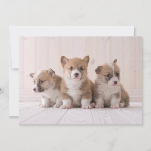 Niedliche Kleintiere | 3 Baby Corgis Dankeskarte (Vorderseite)
