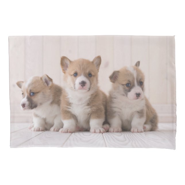 Niedliche Kleintiere | 3 Baby Corgis Kissenbezug (Vorderseite)