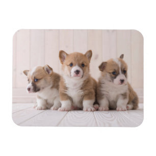 Niedliche Kleintiere 3 Baby Corgis Magnet