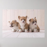 Niedliche Kleintiere | 3 Baby Corgis