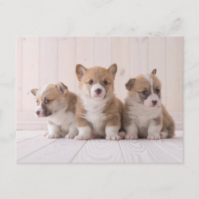Niedliche Kleintiere | 3 Baby Corgis Postkarte (Vorderseite)