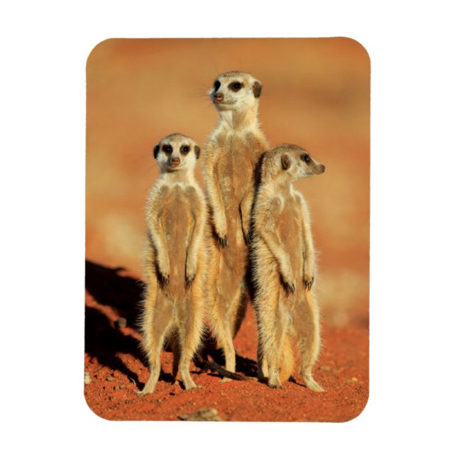 Niedliche Kleintiere | 3 Meerkatze Magnet (Vertikal)