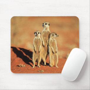 Niedliche Kleintiere   3 Meerkatze Mousepad