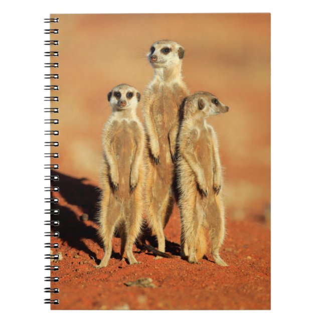 Niedliche Kleintiere | 3 Meerkatze Notizblock (Vorderseite)