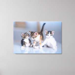 Niedliche Kleintiere 3 Tabby Kittens Leinwanddruck