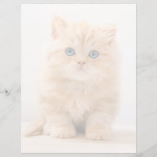 Niedliche Kleintiere   A British Longhair Kitten
