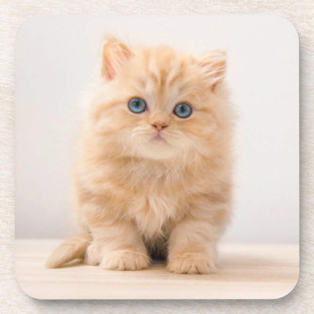 Niedliche Kleintiere | A British Longhair Kitten Getränkeuntersetzer (Vorderseite)